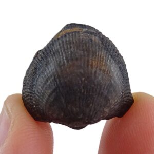 Atrypa confusa