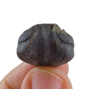 Cuninulus leonensis