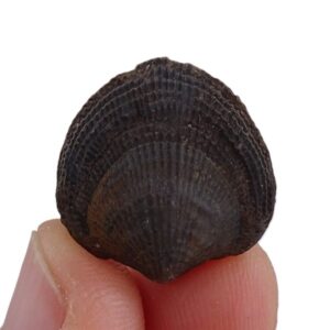 Atrypa confusa