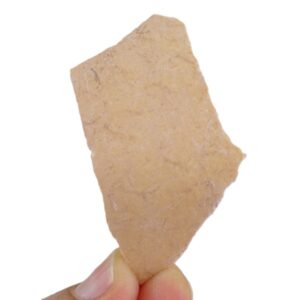 Aepyornis sp.