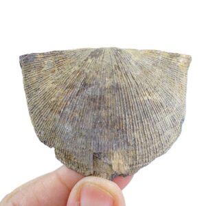Xystostrophia umbraculum