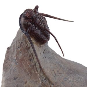 Cyphaspis eberhardiei