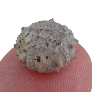 Hyposalenia lardyi