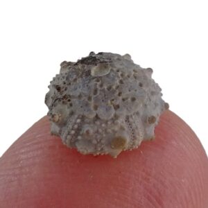 Hyposalenia lardyi