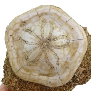 Clypeaster annandalei