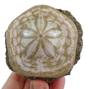 Clypeaster annandalei