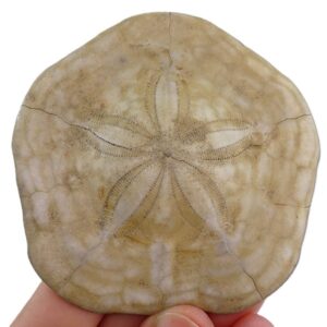 Clypeaster rarispinus