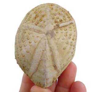 Maretia planulata