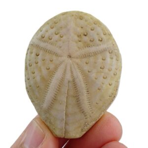 Maretia planulata