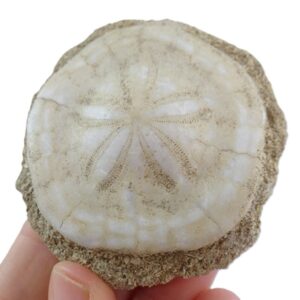 Clypeaster rarispinus