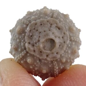 Leptosalenia prestensis