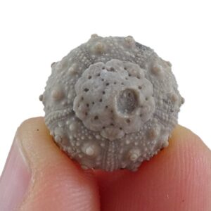 Leptosalenia prestensis