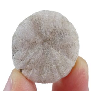 Astrodaspis tumidus