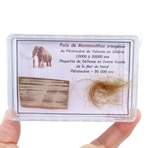Mammuthus primigenius