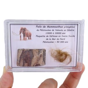 Mammuthus primigenius