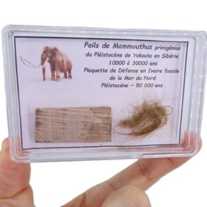 Mammuthus primigenius