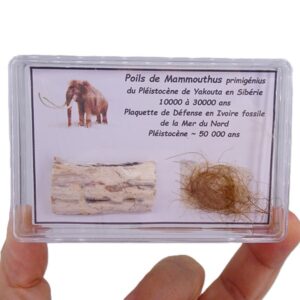 Mammuthus primigenius
