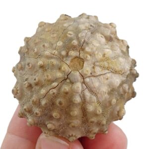 Acrocidaris nobilis