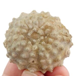 Acrocidaris nobilis