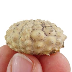 Acrocidaris nobilis