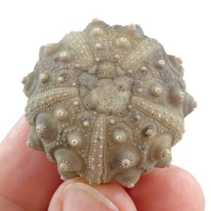 Perisalenia hemicidaroides