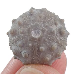 Gymnocidaris pseudo-hemicidaris