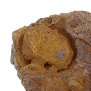 Trochocystites bohemicus