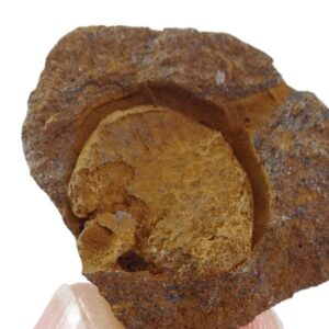 Trochocystites bohemicus