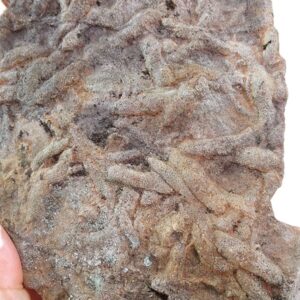 Trichophycus pedum  VENDIDO