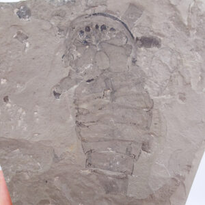 Eurypterus tetragonophtalmus