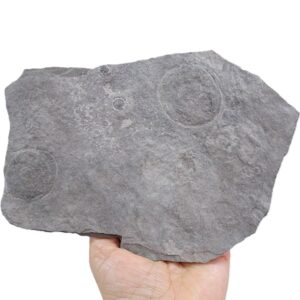 Cyclomedusa davidi
