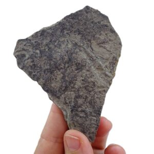 Vendotaenia antiqua