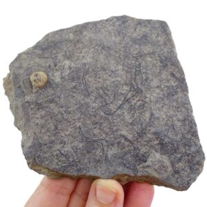 Vendotaenia antiqua