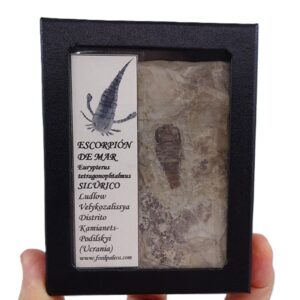 Eurypterus tetragonophtalmus