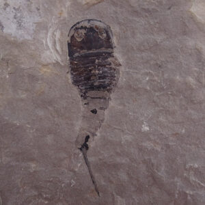 Eurypterus tetragonophtalmus