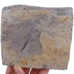 Eurypterus tetragonophtalmus