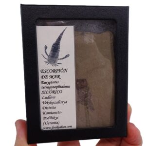 Eurypterus tetragonophtalmus