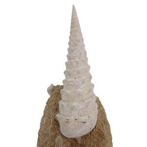 Cerithium giganteum = Campanile giganteum
