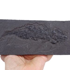 Osteolepis macrolepidotus
