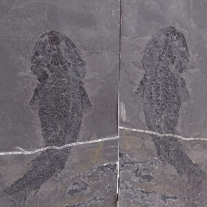 Osteolepis macrolepidotus