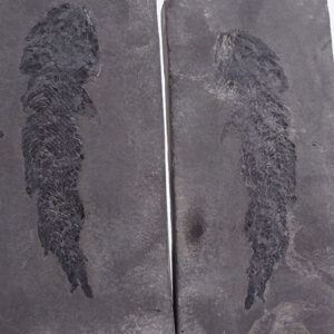 Osteolepis macrolepidotus