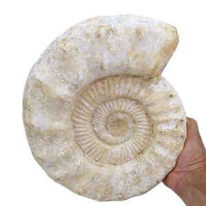 Kranosphinctes sp.