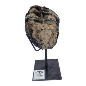 Mammuthus meridionalis