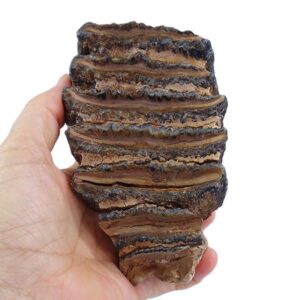 Elephas (Palaeoloxodon) antiquus