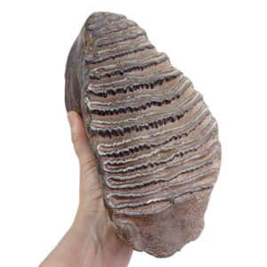 Mammuthus primigenius