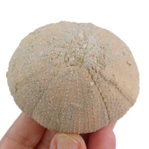 Schizechinus candeli  VENDIDO