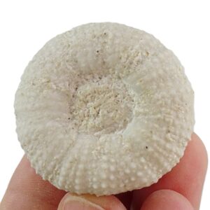 Schizechinus duciei