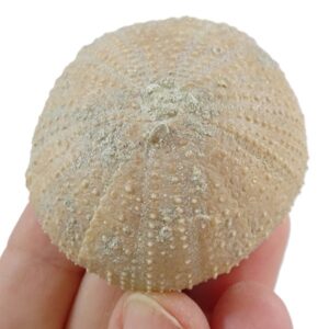 Schizechinus serialis