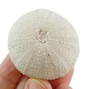 Schizechinus duciei
