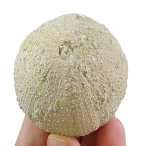 Schizechinus candeli